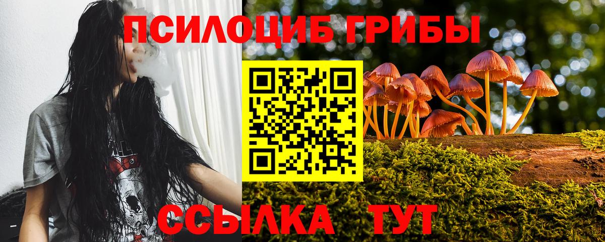 Галлюциногенные грибы Psilocybine cubensis Осинники